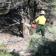 Chainsaw Thinning and clearing
