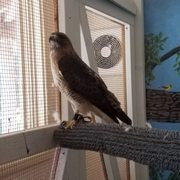 Red tailed hawk