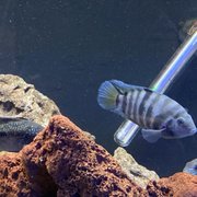 HUGE (5" maybe larger) convict priced at 15.99, which is a steal as the colors were vibrant and the fish was super healthy.