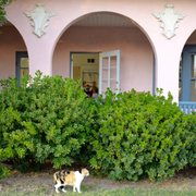 A happy cat patrolling in front of Happy Cat Pilates.