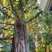 Tree in the private yard.