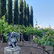 Cute little vineyard in back of hotel
