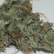 White Buffalo