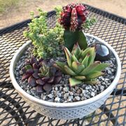 creation in a pretty ceramic pot