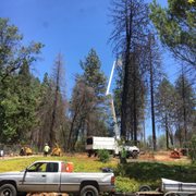 Roping one of the trees