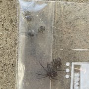 5 black widows on walkway outside my apt.