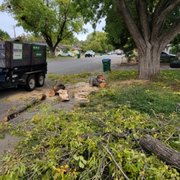Storm clean up. Downed tree branch removal.