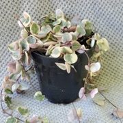 Variegated String of Hearts