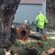 Removal of a hazardous, hollow tree.  We work rain or shine