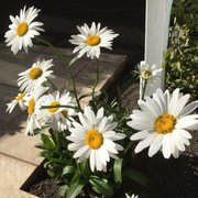 a group of daisies in a flower pot