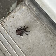 Black widow on my doorstep.