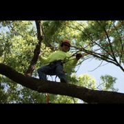 Tree trimming.