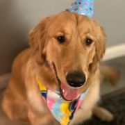 a dog wearing a party hat