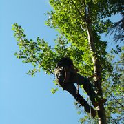 This Poplar required a lot of hand sawing of limbs prior to removal of tree.