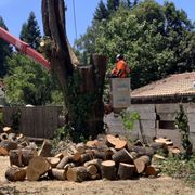 Backyard tree removal. Fence was removed by the customer first.