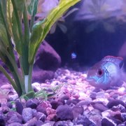 Blue Aucara is amazing...