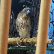 Hunter. Red tail hawk.