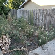 Back yard before picture