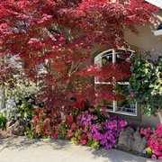 front of house with flowering trees