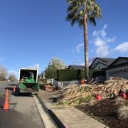 Trim in a Mexican palm in Chico California