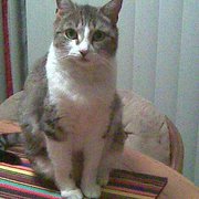 MAMA KAT we adopted her! She loves sleeping under my bed & trippin' out the window from her tower structure.