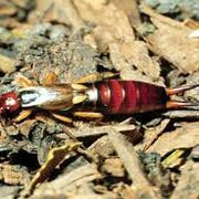 Here is a gross fact, when I was young I got one of these setting up shop in my ear! GNARLY!