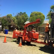 We done removing trees in red Bluff California