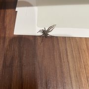 Nasty house spider caught with a tape trap.