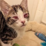 Rescue kitten with serious eye infections. He made a full recovery!