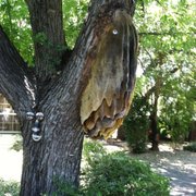 This beautiful bee hive was approx 4 feet long, but had to be removed due to its location at a street corner.