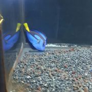 The poor stressed blue tang they shouldn't be selling. The poor thing just flops around in the bottom corner everytime I come in.