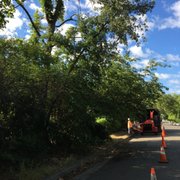Removing trees in red Bluff California