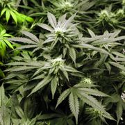 Our flowers are always delivered in glass, never in plastic. Plastic over time pulls off trichomes from buds, which contain m...