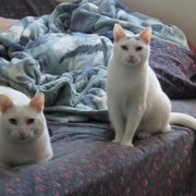 Salem and Cheech