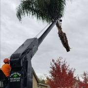 Palm removal
