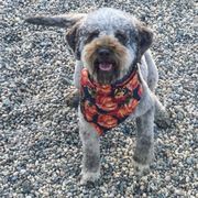 Bina the Lagotto