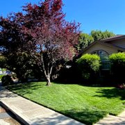 a tree in a residential neighborhood