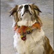 Our new store dog, "Roo.