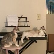 Kitties singing your praises. Wow, meow