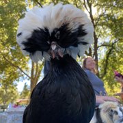 This is Phyllis Diller our Polish hen.