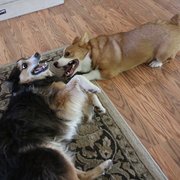 Maddie and Artaius playing during Daycare.
