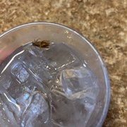 bug in water