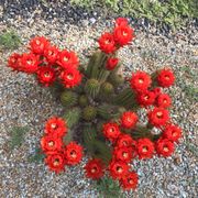 Echinopsis in full bloom