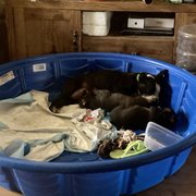 Mama dog continuing to care for the orphan puppies.