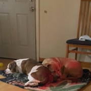 our dogs
