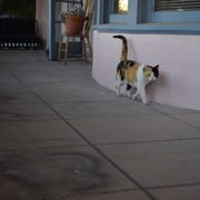 "Your body will be as supple as a cat" -Joseph Pilates. The calico mascot cat !