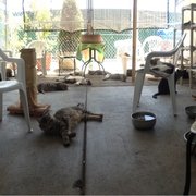 Check out the "catio" where the kitties like to lounge in the afternoon. This looks like heaven!