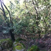 Before picture of thining project in paradise