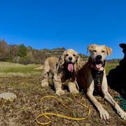 Pack of dogs with big smiles posing in front of the Upper Bidwell Park ridge