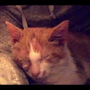 In relation to the caring 4 kittens post